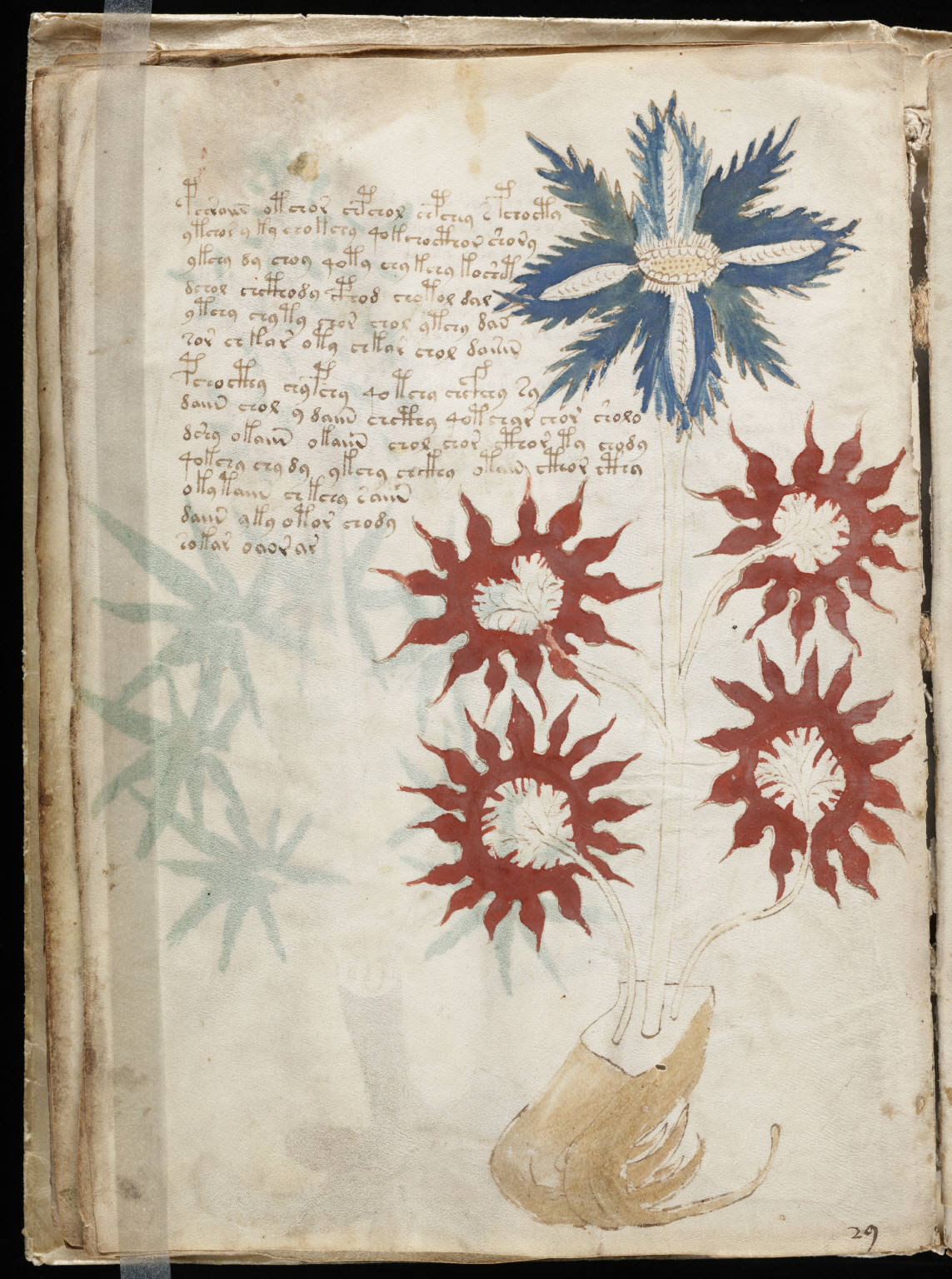 Manoscritto Voynich